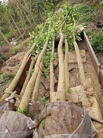 Dịch vụ trồng, chăm sóc cây xanh - Công Ty TNHH Đầu Tư Và Phát Triển Hoàng Kim